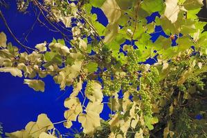 grape with long exposure photo