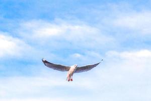 gaviota está volando en el cielo azul. es un ave marina, generalmente gris y blanca. se alimenta de cangrejos vivos y peces pequeños. foto