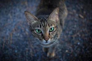 cara de tigre cara de gato nativo se acerca. ojos verdes, las orejas están paradas en el suelo rocoso. foto
