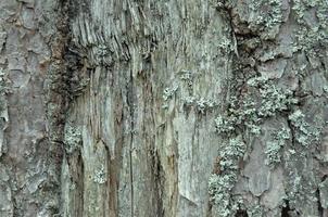 Old wood, carbon sink. close-up of tree bark. macro photography. multipurpose. blog. article. background or backdrop. photo