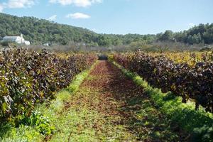 Vineyard, Sant Mateu  de la  Albarca in Ibiza, Islas Baleares, Spain photo