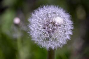 flor de diente de león esponjosa sobre un fondo verde. foto de primer plano de efecto bokeh de paisaje de verano