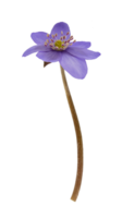 Campanilla de invierno azul galanthus cortado aislado png