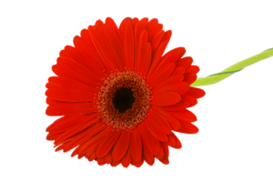 Red gerbera flower cut out. isolated on white background. png