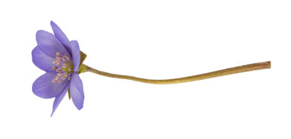 blaue schneeglöckchen galanthus ausgeschnitten isoliert png