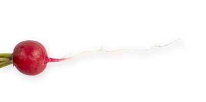 Red radish with green leaves cut out png