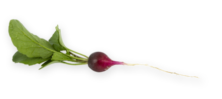 Red radish with green leaves cut out png