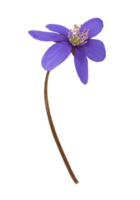 blu bucaneve galanthus tagliare su isolato png