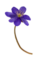 perce-neige bleu galanthus découper isolé png