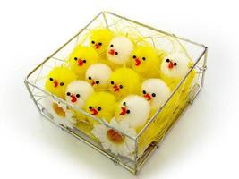 easter time chicks photo