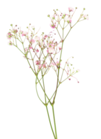 colorful grass flowers on trunk cut out.  isolated on white background. png