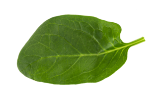 fresh green spinach leaf, basil cut out png