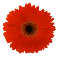 fleur de gerbera rouge découpée. isolé sur fond blanc. png