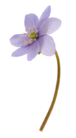 Campanilla de invierno azul galanthus cortado aislado png