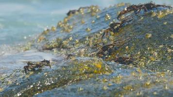 Crabs on the rock at the beach, rolling waves, close up video