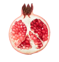 Fresh pomegranate Piece isolated on white. With clipping path. png