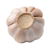 Beautiful garlic isolated on white background. with clipping path. png