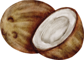 clipart de noix de coco aquarelle png