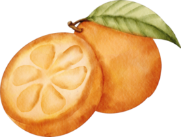 clipart laranja em aquarela png