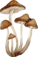 Aquarell Pilz ClipArt png