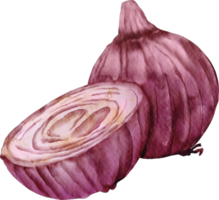 clipart de cebola em aquarela png