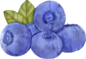 watercolor blueberry clip art png