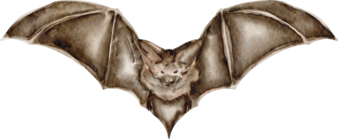 clipart de chauve-souris aquarelle png