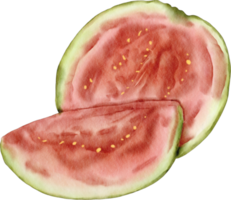 watercolor watermelon clip art png