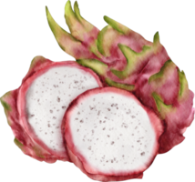 clipart de fruta do dragão em aquarela png