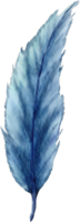 watercolor blue feather clip art png