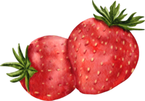 watercolor strawberry clip art png