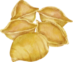 waterverf pasta conchiglie png