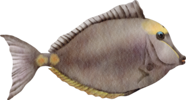 aquarell meeresfisch png