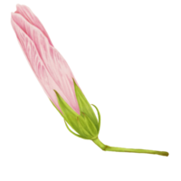 Pink Hibiscus Flower Buds, Side View, Watercolor png