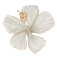 fleurs d'hibiscus blanc en fleurs, vue de face, aquarelle png