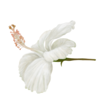 fleurs d'hibiscus blanc en fleurs, vue de côté, aquarelle