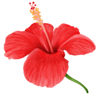 Red Hibiscus Flowers Blooming, Side View, Watercolor png