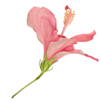 Pink Hibiscus Flowers, Side View, Watercolor png