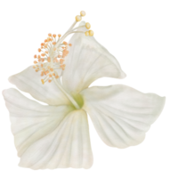 White Hibiscus Flowers Blooming, Front View in Watercolor png