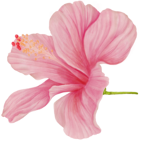 flores de hibisco rosa florescendo, vista lateral em aquarela png