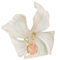 White Hibiscus Blossoms are in Full bloom in Watercolor png