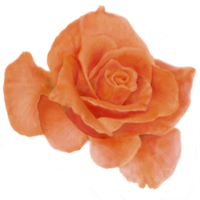 rosa naranja en acuarela png