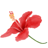 Red Hibiscus Flowers, Side View, Watercolor png