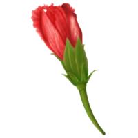 aquarela de botões de flores de hibisco vermelho, vista lateral png