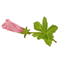 Watercolor of Pink Hibiscus Flower Buds, Side View png