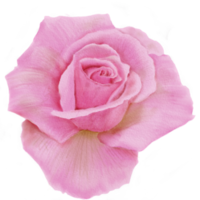 Rosen in rosa und hellgrünem Aquarell png