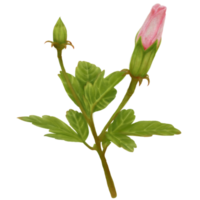rosa Hibiskusblütenknospen auf der Oberseite des Aquarells png