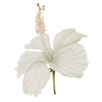 Aquarell von blühenden weißen Hibiskusblüten, Vorderansicht