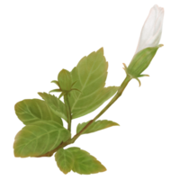 Aquarell von weißen Hibiskusknospen auf Zweigen