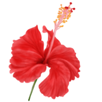 flores de hibisco vermelho florescendo, vista frontal, aquarela
